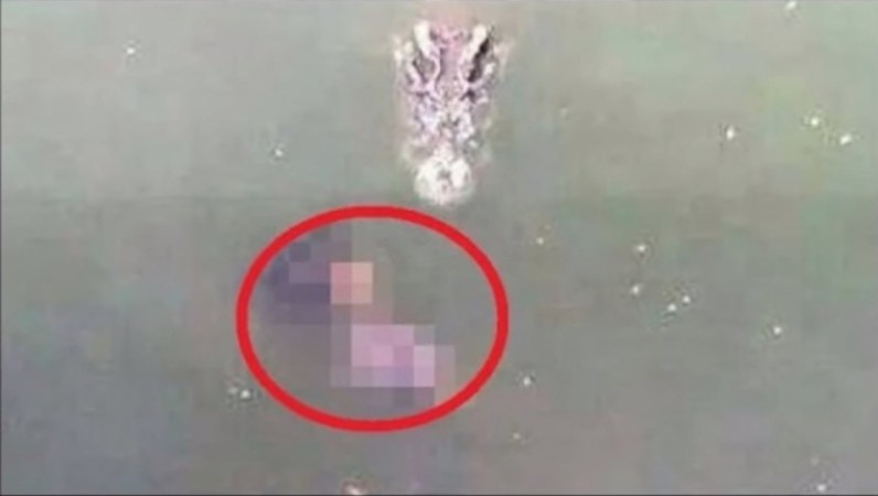 Crocodile approaching the woman after she jumped into the pond Thai Woman Died, Jumped into A Pond of 1Lakh Crocodiles