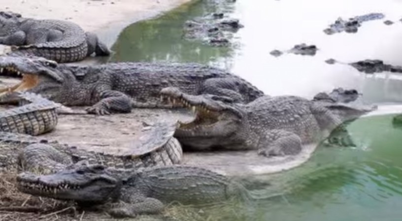 Samut Prakarn Crocodile Farm and Zoo claims to have more than one lakh crocodiles Thai Woman Died, Jumped into A Pond of 1Lakh Crocodiles