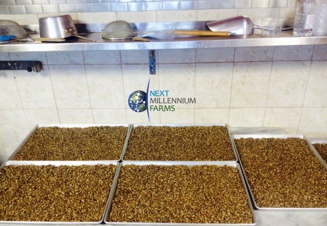 Cricket farming at Next Millennium Farms Next Millennium Farms