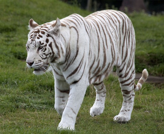 White Tiger