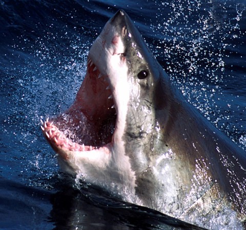 Representational image Great White shark