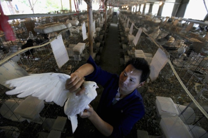 Fearing an imminent terrorist attack, Chinese officials searched thousands of pigeon bums to find bombs (representative picture) Fearing an imminent terrorist attack, Chinese officials searched thousands of pigeon bums to find bombs