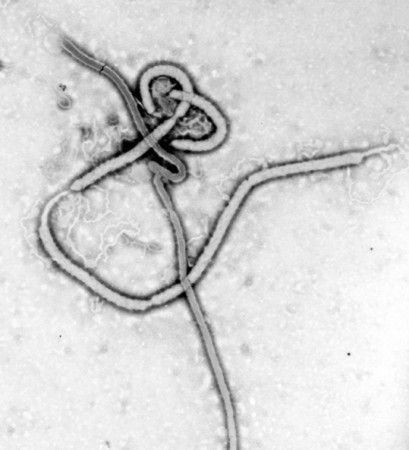 Reports are claiming that Islamic State militants are conspiring to infect jihadists with Ebola and send them to America. Reports are claiming that Islamic State militants are conspiring to infect jihadists with Ebola and send them to America.