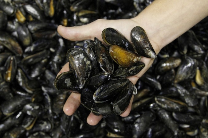 Toxic Quagga Mussels have been found in Britain's Wetlands (representational image) Most Dangerous Alien Species: Toxic Mussels found in Britain's Wetlands