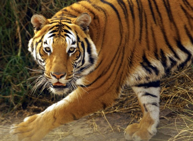 Tigress