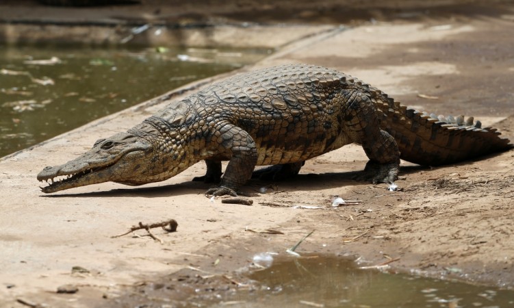 Woman calls Cops After Spotting Crocodile in Garden, turns out to be Inflatable Toy (Representational Image) Horrified Mother calls Cops After Spotting Crocodile in Garden, turns out to be Inflatable Toy