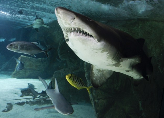 Human head leg found inside the belly of the shark caught by Philippines fishermen Human head leg found inside shark belly