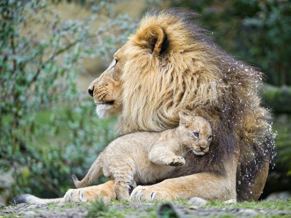 Infanticide Practiced by Most Mammals is a "Sexual Strategy"
