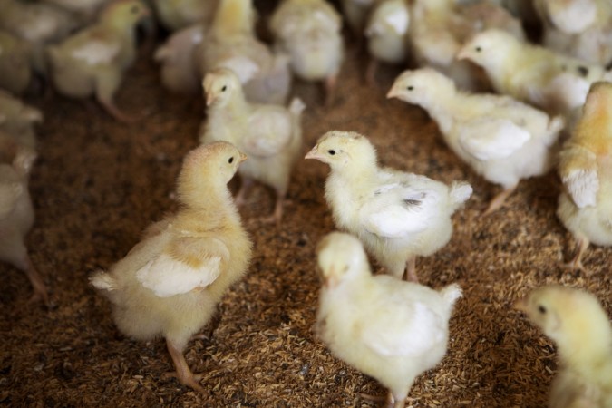 Representational image Chicken domestication in China