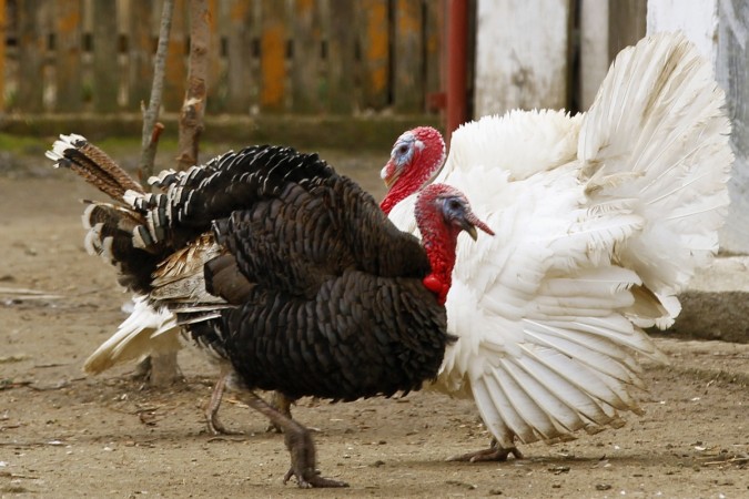 Turkey