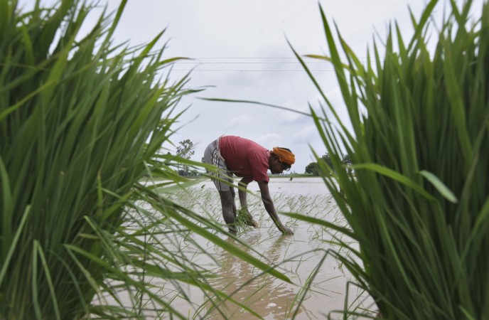 A farmer plants rice saplings in a paddy field against the backdrop of pre-monsoon clouds. (File picture) Monsoon