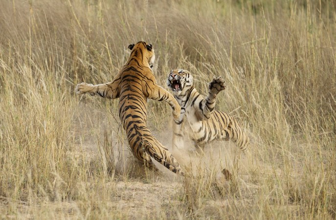 Playful fight among two young tigers by Archana Singh. Playful fight among two young tigers by Archana Singh