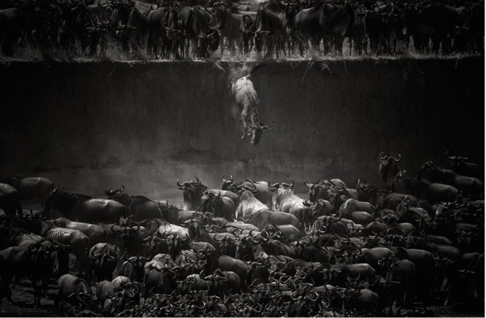 The Great Migration, by Nicole Cambré which won in the Nature category of National Geographic 2014 Photo Contest The Great Migration, by Nicole Cambré which won in the Nature category of National Geographic 2014 Photo Contest