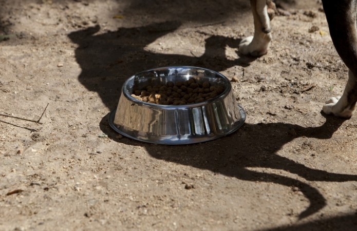 The news of cruel thugs tapping a pregnant dog's mouth shut around a firework before lighting it, has gone viral this week. (Representational Picture) The news of cruel thugs tapping a pregnant dog's mouth shut around a firework before lighting it, has gone viral this week.
