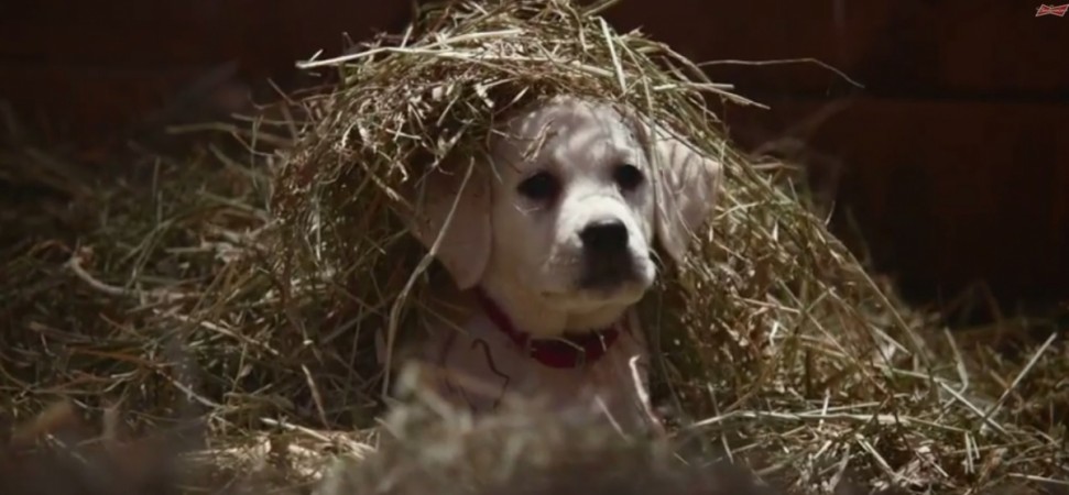 Budweiser Super Bowl Commercial 2015