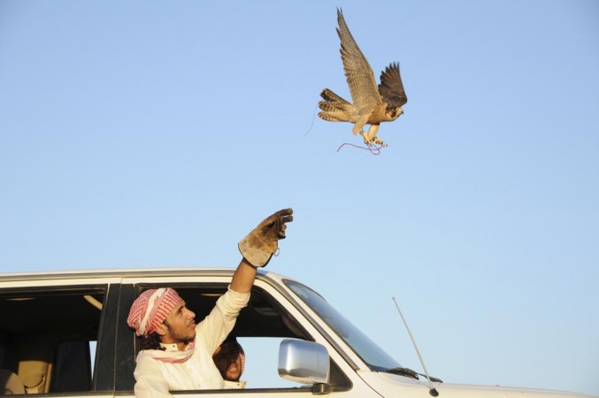 A Saudi man release his falcon during a hunt in a desert in Saudi Arabia. (Representation Pic)