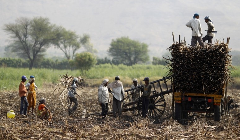 Sugarcane farmers in Maharashtra, India