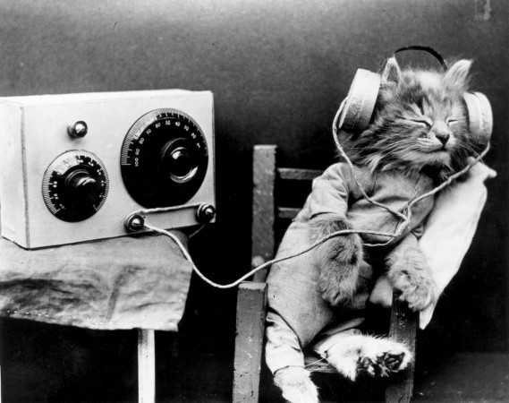 Composer creates music just for cats and they love it - listen here