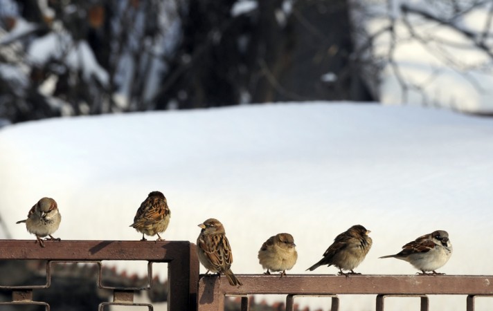 sparrow