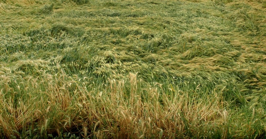 A view of the crops that were damaged in the recent hail storm on the outskirts of Amritsar on March 16, 2015. crop damage farmer