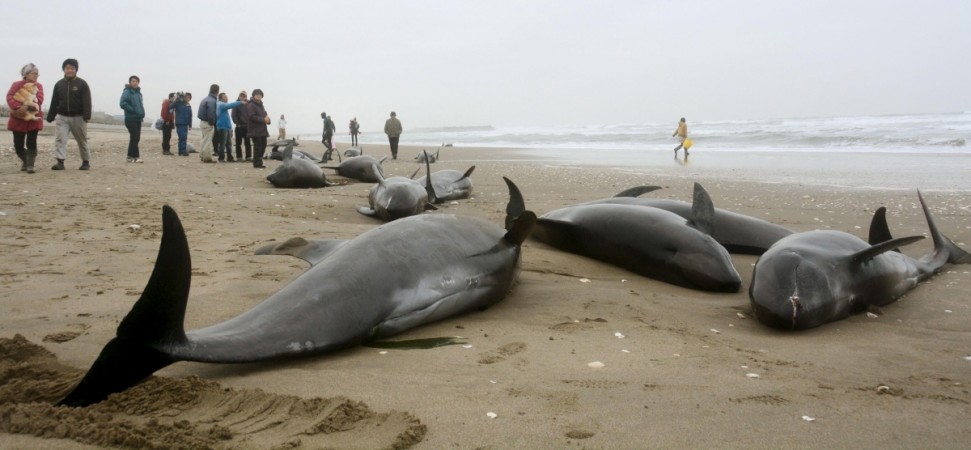 Dolphins