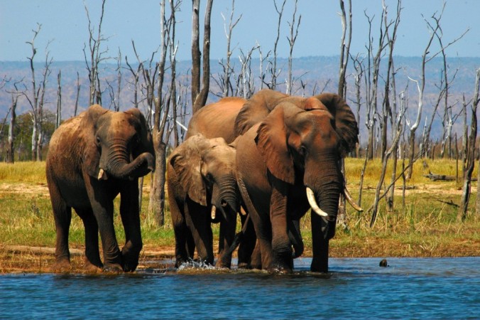 India's first hospital solely for elephants will be built in Kerala. Elephant hospital in Kerala