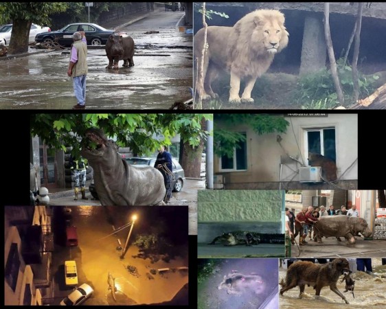 At least 30 dangerous animals are said to be free following the flooding in Tbilisi.