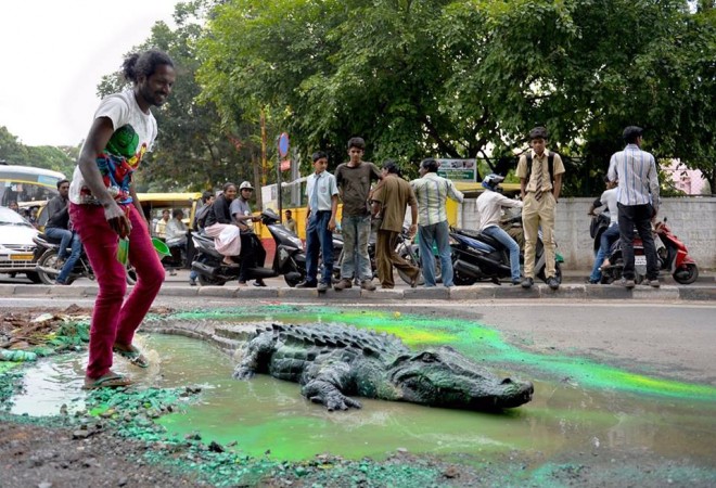 Baadal Nanjundaswamy converted the pothole in Sultan Palya Main Road into a small crocodile pond just to draw civic authorities' attention towards the crater former over a month ago. crocodile pothole bengaluru bangalore