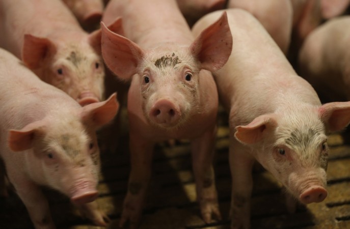PIGS