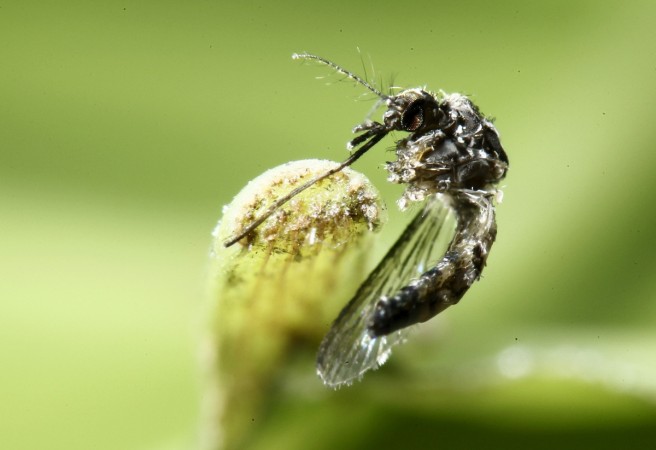 Zika virus