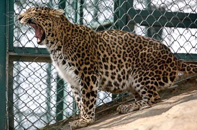 leopard