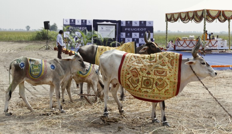 Cow