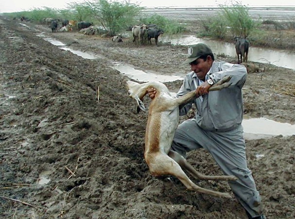 Floods Deer