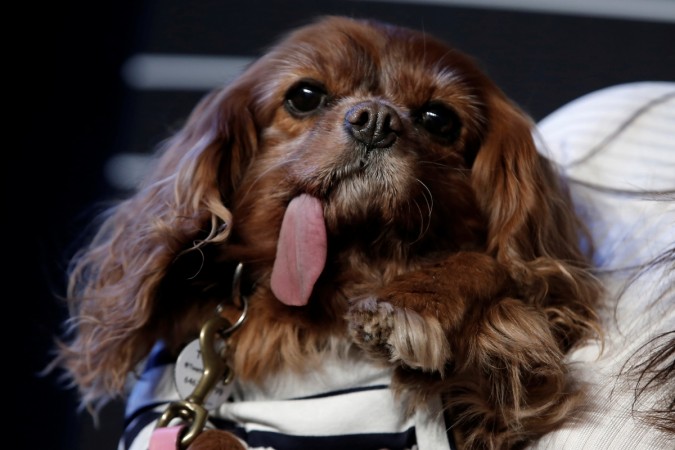 dog