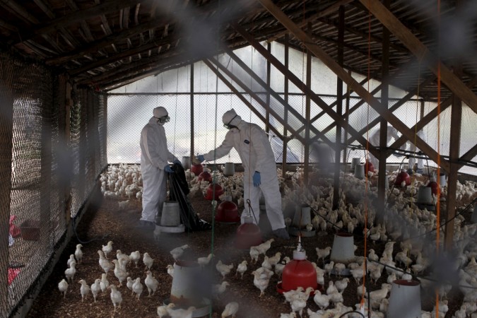 India is declared bird flu- free