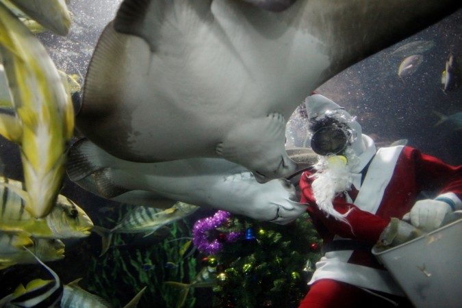 Head diver Philip Chan feeding fishes