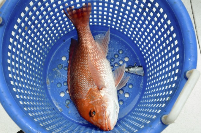 Red snapper fish