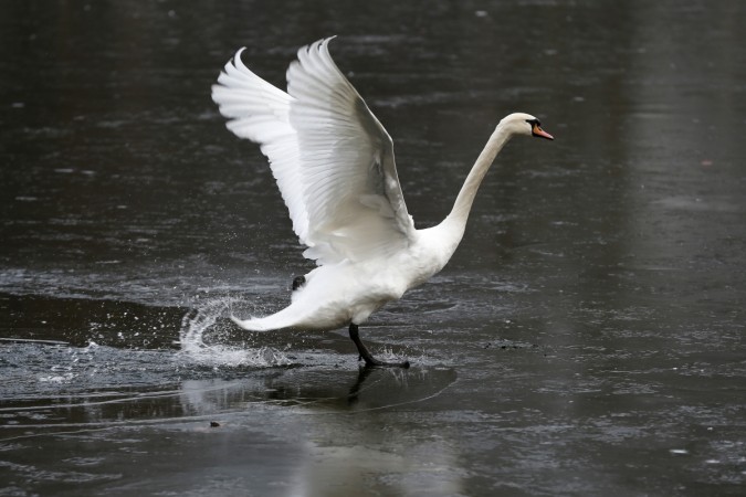 Water bird