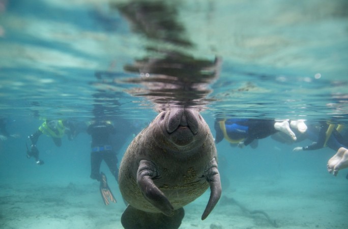 Manatee