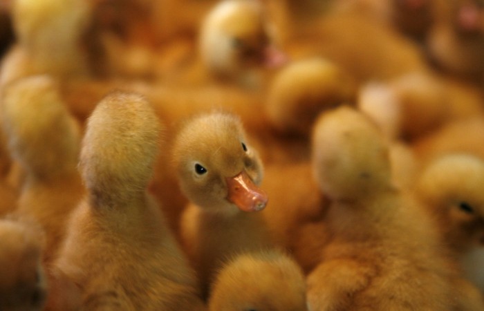 Duck