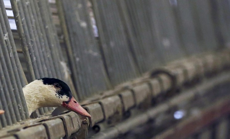 Avian Influenza virus