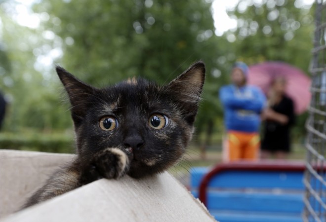 Cat