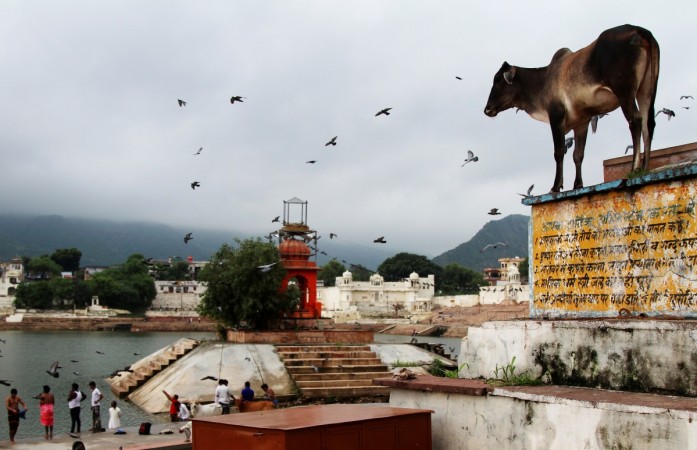 pushkar