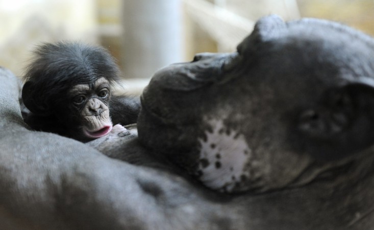 Chimpanzees