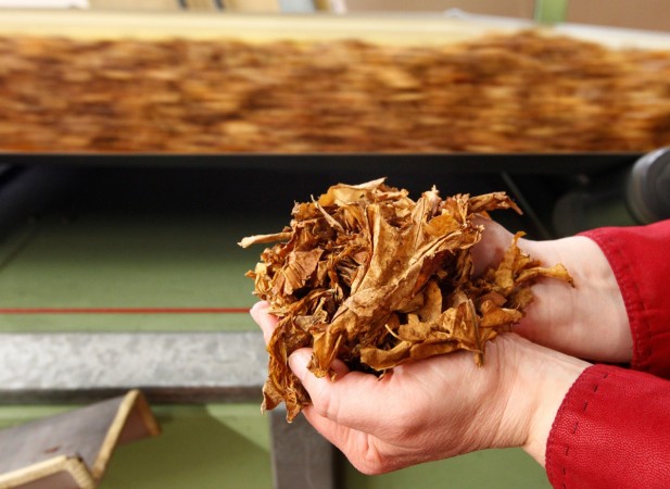 Tobacco leaves