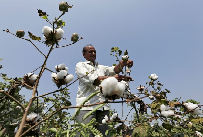 Cotton export