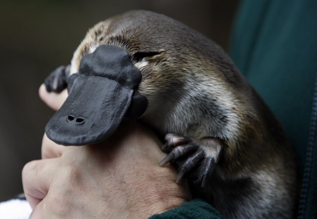 do platypus have venom