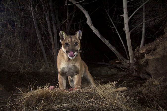 mountain lions