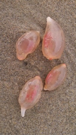California's Hunington Beach was found to be invaded by the mysterious jelly-like alien creatures. strange creature