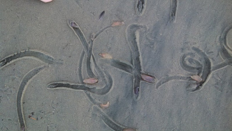These mysterious creatures were found to be burrowed in the sand. strange creatures